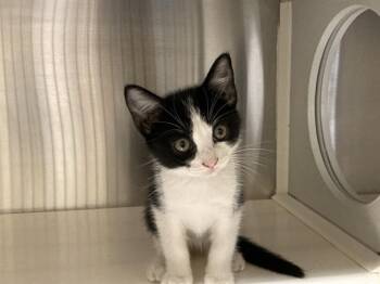 RILEY -  Domestic Short Hair Cat for Adoption in Tustin, California - RILEY | PetCurious