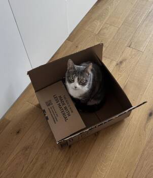 Domestic Short Hair Cats Available for Adoption - Liuccio | PetCurious