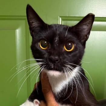 Jinx (16909) -  Domestic Short Hair Cat for Adoption in Washington, District Of Columbia - Jinx (16909) | PetCurious