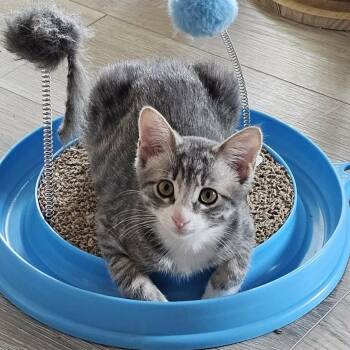 Dax -  Domestic Short Hair Cat for Adoption in Warr Acres, Oklahoma - Dax | PetCurious