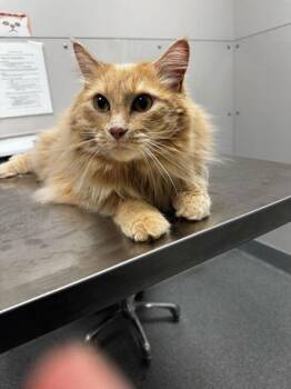 Domestic Long Hair and Domestic Short Hair Cats Available for Adoption in Sevierville, Tennessee - Dumptruck | PetCurious