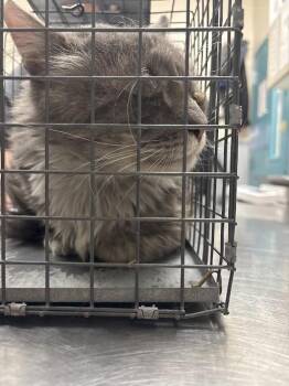 SAMURAI -  Domestic Long Hair Cat for Adoption in Las Vegas, Nevada - SAMURAI | PetCurious