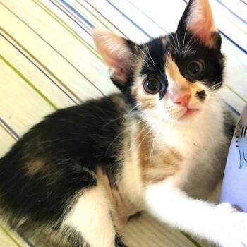 Domestic Short Hair Cats Available for Adoption - Daisy | PetCurious