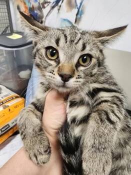 Domestic Short Hair Cats Available for Adoption in Seneca, South Carolina - Lucy $75 @Petsmart | PetCurious