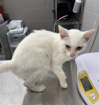 CRINKLE COLLAR -  Domestic Short Hair Cat for Adoption in Indianapolis, Indiana - CRINKLE COLLAR | PetCurious