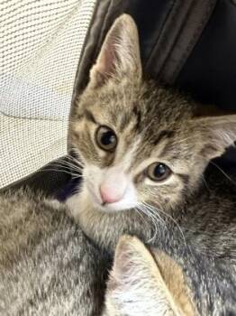 Relish -  Domestic Short Hair Cat for Adoption in Westland, Michigan - Relish | PetCurious