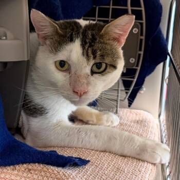 Kosya -  Domestic Short Hair Cat for Adoption in Fairport, New York - Kosya | PetCurious