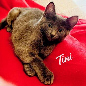 Tini #Bellaire-litter -  Russian Blue and Domestic Short Hair Cat for Adoption in Houston, Texas - Tini #Bellaire-litter | PetCurious