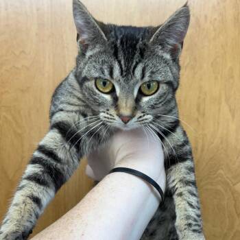 Domestic Short Hair Cats Available for Adoption in Columbiana, Alabama - Cinderella | PetCurious