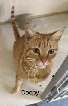 Domestic Short Hair Cats Available for Adoption - Doopy | PetCurious