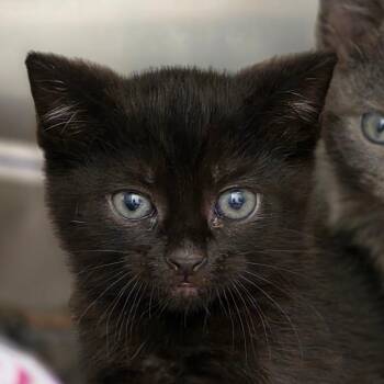 Lady Palm -  Domestic Short Hair Cat for Adoption in Chatham, Virginia - Lady Palm | PetCurious