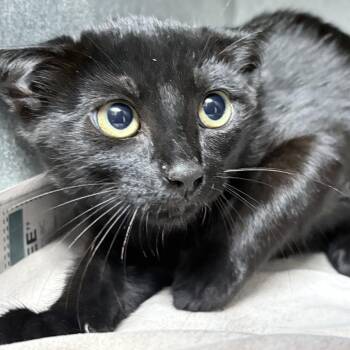 Rhaegal-4786 -  Domestic Short Hair Cat for Adoption in Tyler, Texas - Rhaegal-4786 | PetCurious