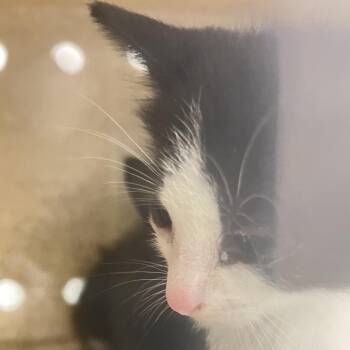 ponce -  Domestic Short Hair Cat for Adoption in Philadelphia, Pennsylvania - Ponce | PetCurious