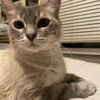 Rescue Tabby Cats for Adoption in Napa, California - Petunia ( KT) | PetCurious