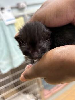 Ramona -  Domestic Short Hair Cat for Adoption in Gainesville, Florida - Ramona | PetCurious
