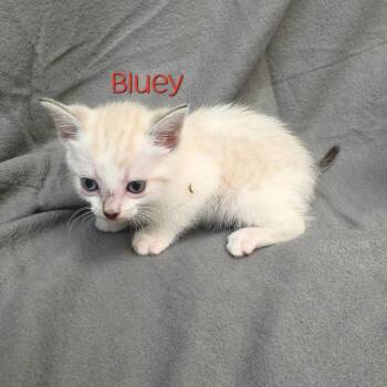 Bluey -  Siamese Cat for Adoption in Parkersburg, West Virginia - Bluey | PetCurious