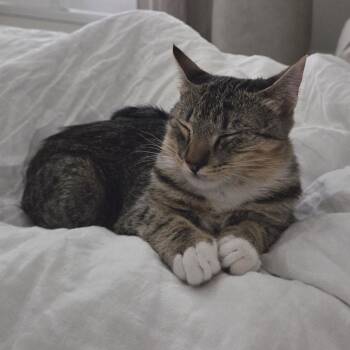 Rescue Domestic Short Hair Cats for Adoption in Los Angeles, California - Emirates | PetCurious