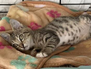 Tonka Kitty -  Tabby Cat for Adoption in Homestead, Florida - Tonka Kitty | PetCurious