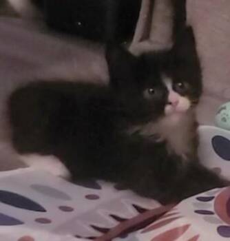 Matzah -  Domestic Medium Hair Cat Available for Adoption - Matzah | PetCurious