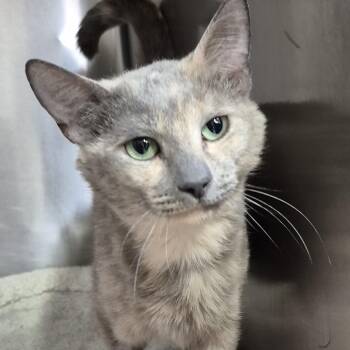 Domestic Short Hair Cats Available for Adoption in Alpharetta, Georgia - Marbles | PetCurious
