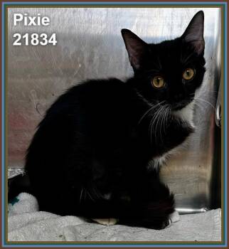 PIXIE (see also MAISIE) -  Domestic Short Hair Cat for Adoption in Marietta, Georgia - PIXIE (see Also MAISIE) | PetCurious