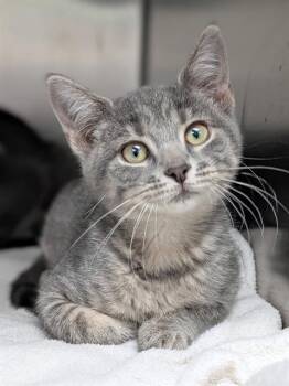 BUBBLES -  Domestic Short Hair Cat for Adoption in Canfield, Ohio - BUBBLES | PetCurious