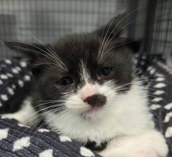 Rescue Domestic Short Hair Cats for Adoption in Gold Beach, Oregon - Ria | PetCurious