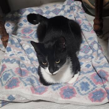 Ellie -  Domestic Short Hair Cat for Adoption in Bayonne, New Jersey - Ellie | PetCurious