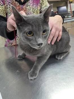 Domestic Short Hair Cats Available for Adoption - Wilbur | PetCurious
