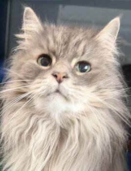 Mickey -  Domestic Long Hair Cat for Adoption in Sault Ste. Marie, Michigan - Mickey | PetCurious