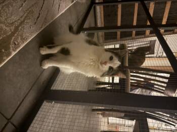 Rescue Domestic Long Hair Cats for Adoption in Canonsburg, Pennsylvania - Noelle | PetCurious