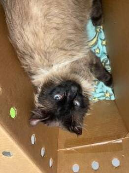 Domestic Long Hair Cats Available for Adoption in Kent, Washington - ZEBULON | PetCurious