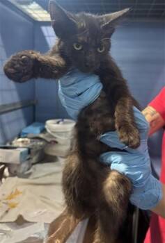 SASHIMI -  Domestic Short Hair Cat for Adoption in San Bernardino, California - SASHIMI | PetCurious