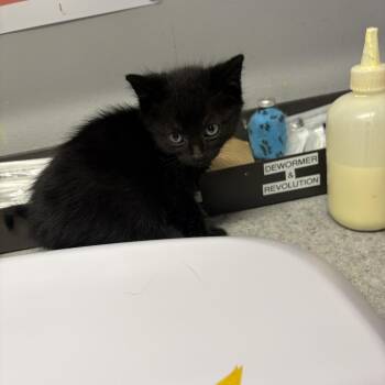 Elfrida -  Domestic Short Hair Cat for Adoption in Spokane, Washington - Elfrida | PetCurious