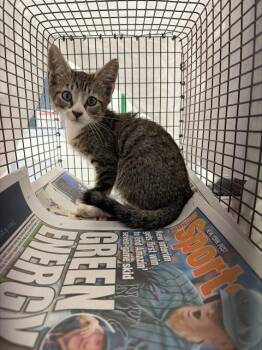 A2478419 -  Domestic Short Hair Cat for Adoption in Fort Lauderdale, Florida - A2478419 | PetCurious