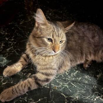 Mochi -  Domestic Medium Hair Cat for Adoption in Des Moines, Iowa - Mochi | PetCurious