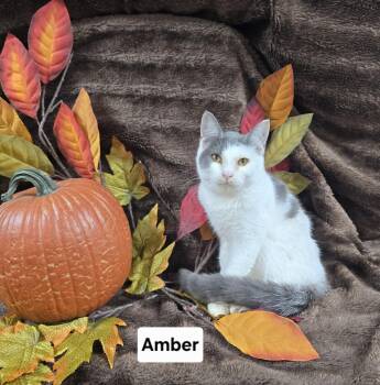 Amber -  Domestic Short Hair Cat for Adoption in Mount Carmel, Illinois - Amber | PetCurious