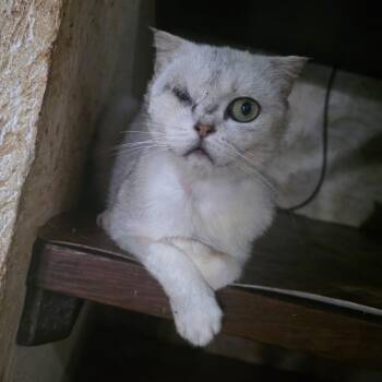 Figgi -  Scottish Fold Cat for Adoption in New York, New York - Figgi | PetCurious