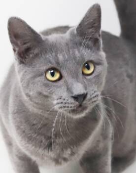 Linus is so darn sweet and look at his sweet face - SO CUTE Can  -  Russian Blue Cat for Adoption in Bedford Hills, New York - Linus Is So Darn Sweet And Look At His Sweet Face - SO CUTE Can  | PetCurious