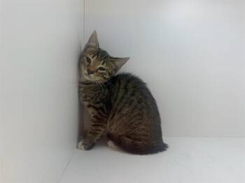 A1272481 -  Domestic Short Hair Cat for Adoption in Winter Haven, Florida - A1272481 | PetCurious