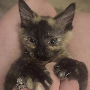 Mia -  Domestic Long Hair Cat for Adoption in Richmond, Missouri - Mia | PetCurious