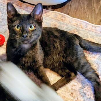 Rescue Domestic Short Hair Cats for Adoption in Albuquerque, New Mexico - Raven | PetCurious