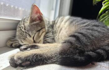Robert -  Domestic Short Hair Cat for Adoption in Trenton, New Jersey - Robert | PetCurious