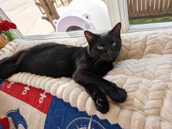 Sabrina -  Domestic Short Hair Cat for Adoption in Gun Barrel City, Texas - Sabrina | PetCurious