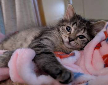 Alana -  Domestic Short Hair Cat for Adoption in Tomah, Wisconsin - Alana | PetCurious