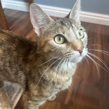 Rachel -  Domestic Short Hair Cat for Adoption in Kanab, Utah - Rachel | PetCurious