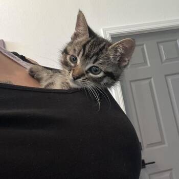 Domestic Short Hair Cats Available for Adoption in Westminster, California - Fiji | PetCurious