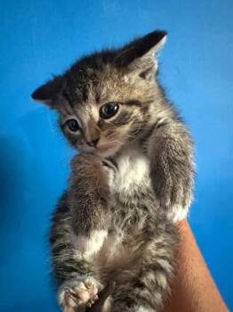 Tabby Cats Available for Adoption in Winnipeg, Manitoba - Felix | PetCurious