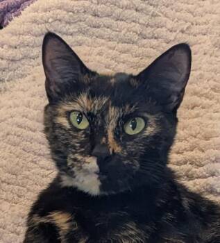 Rescue Tortoiseshell Cats for Adoption in Cincinnati, Ohio - Rogue--Pure Tortitude | PetCurious