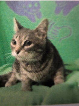 Rescue Domestic Short Hair Cats for Adoption in Parker, Colorado - Jellyfish | PetCurious